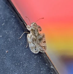 Corythucha marmorata