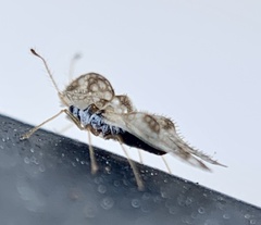 Corythucha marmorata