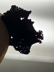 Umbilicaria torrefacta