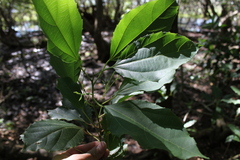 Alchornea triplinervia