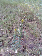 Erysimum marschallianum