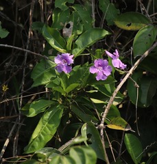 Bignoniaceae