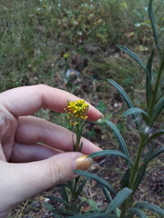 Erysimum marschallianum
