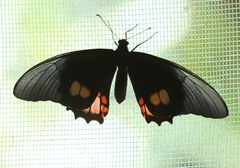 Heraclides anchisiades