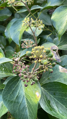 Hedera canariensis