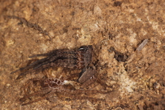 Alopecosa albofasciata