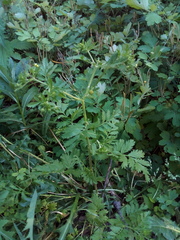 Potentilla supina