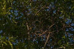 Ptiliogonys cinereus