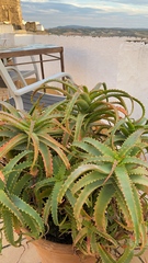 Aloe arborescens