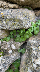 Umbilicus rupestris