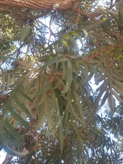 Bocconia arborea