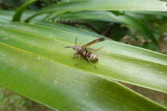 Polistes fastidiosus