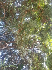 Bocconia arborea