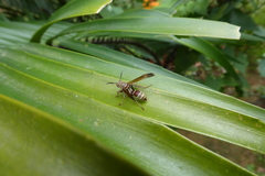 Polistes fastidiosus