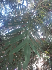 Bocconia arborea