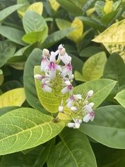 Pseuderanthemum carruthersii