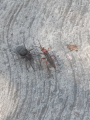 Tachypompilus ferrugineus