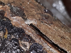Orchesella villosa