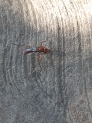 Tachypompilus ferrugineus