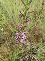 Liatris acidota