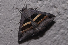 Grammodes