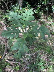 Bocconia frutescens