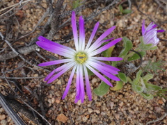 Cleretum bellidiforme