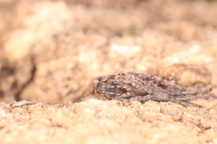 Alopecosa albofasciata