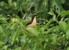 Donacobius atricapilla
