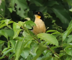 Donacobius atricapilla
