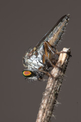 Ommatiini