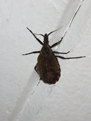 Triatoma