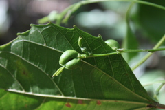 Alchornea triplinervia