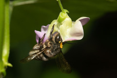 Megachilini