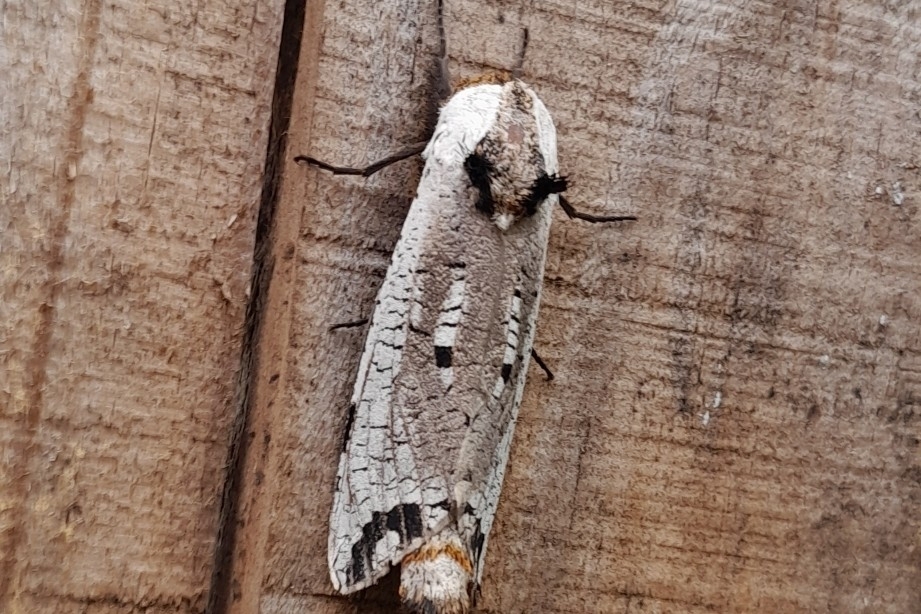 Strigocossus cretacea