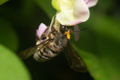 Megachilini