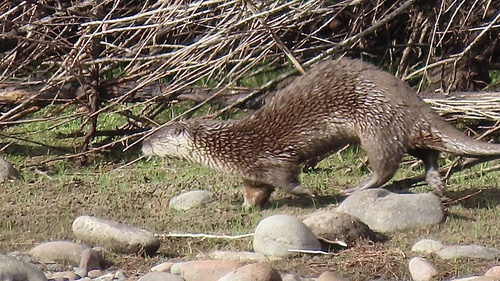 North American River Otter photographed in Arizona