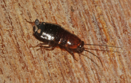 Lobe-winged cockroach