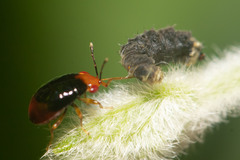 Geocoris erythrocephalus