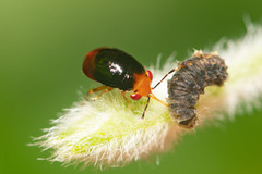 Geocoris erythrocephalus