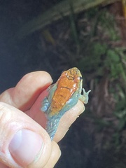 Leptodactylus savagei