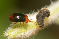 Geocoris erythrocephalus