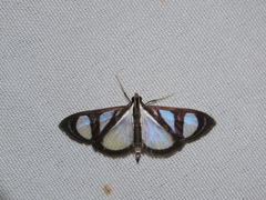 Glyphodes extorris