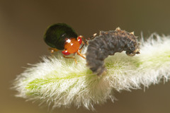 Geocoris erythrocephalus