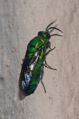 Chrysis lincea