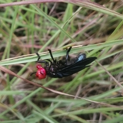 Bromophila caffra