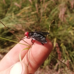 Bromophila caffra