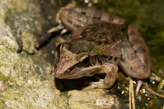 Ptychadena anchietae