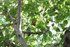 Aegiphila vitelliniflora