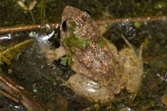 Phrynobatrachus natalensis